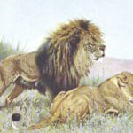 painting of lions in the grass 1912 Lydekker RichardBy Richard Lydekker