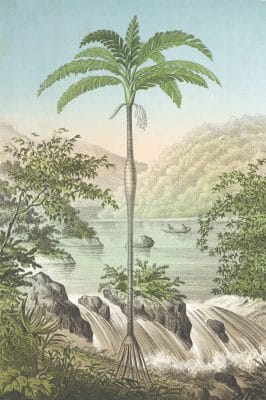 palm tree