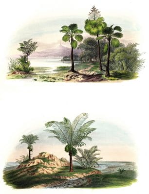 palms