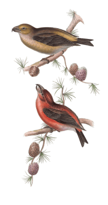 parrot crossbill