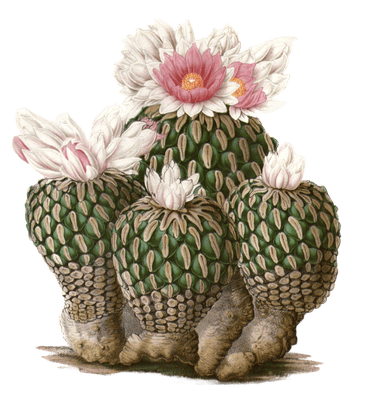 pelecyphora aselliformis cactus