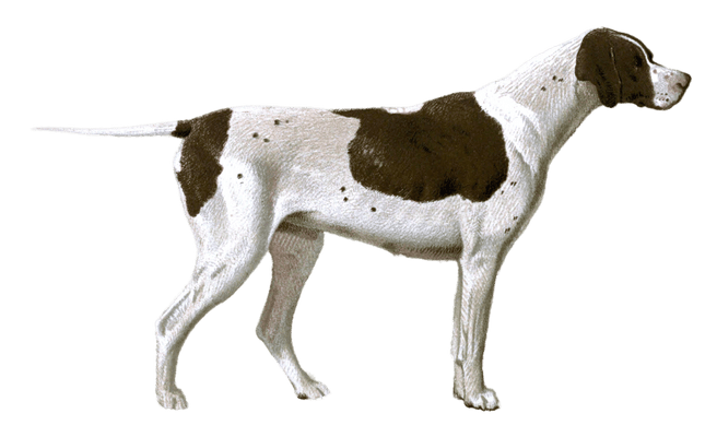 pointer dog illustration by Vero Shaw