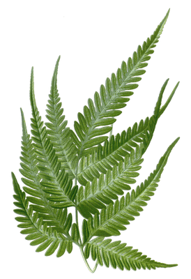 pteris quadriaurita fern