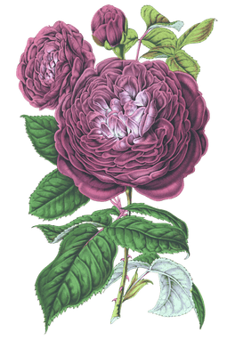 purple rose flower illustrations