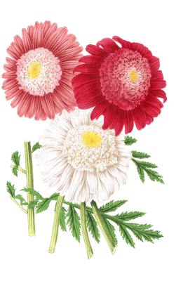 pycethum flower illustrations