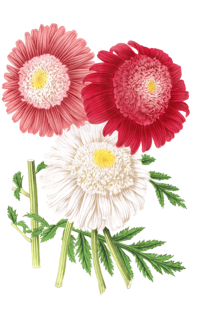 pycethum flower illustrations