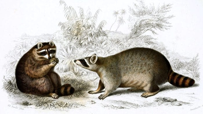 racoon illustration by Charles d Orbigny