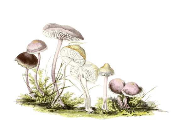 radish scented agaric