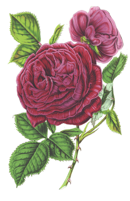 red rose flower illustrations