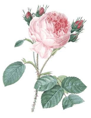 rose centifolia flower vintage illustration