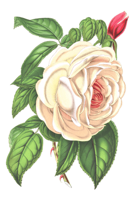 rose flower illustrations