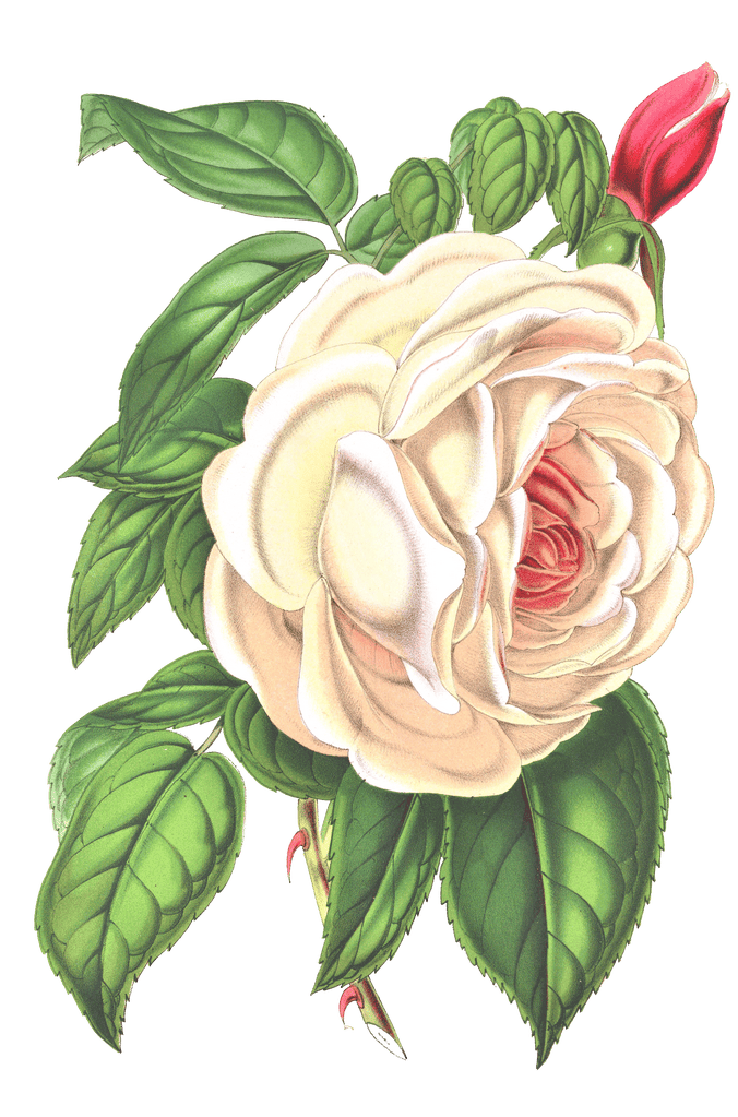 rose flower illustrations