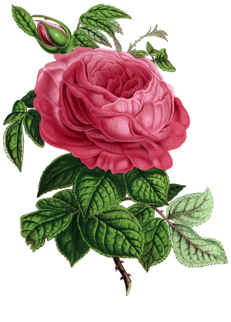 big rose flower vintage illustration - Free Vintage Illustrations