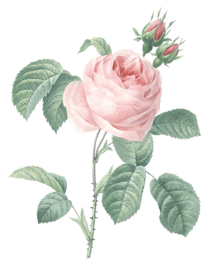 rose pink flower vintage illustration