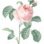 rose pink flower vintage illustration
