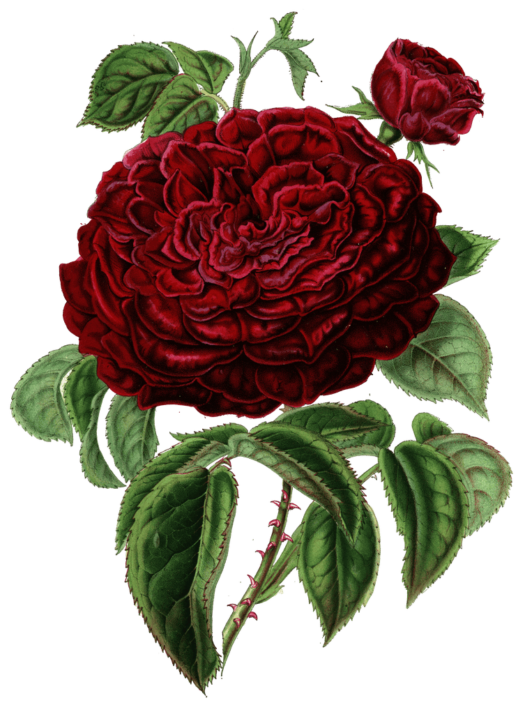 rose victor flower illustrations