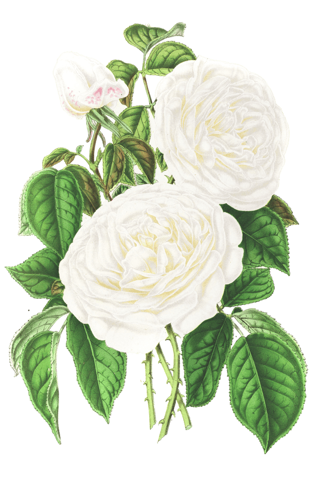 rose white flower illustrations