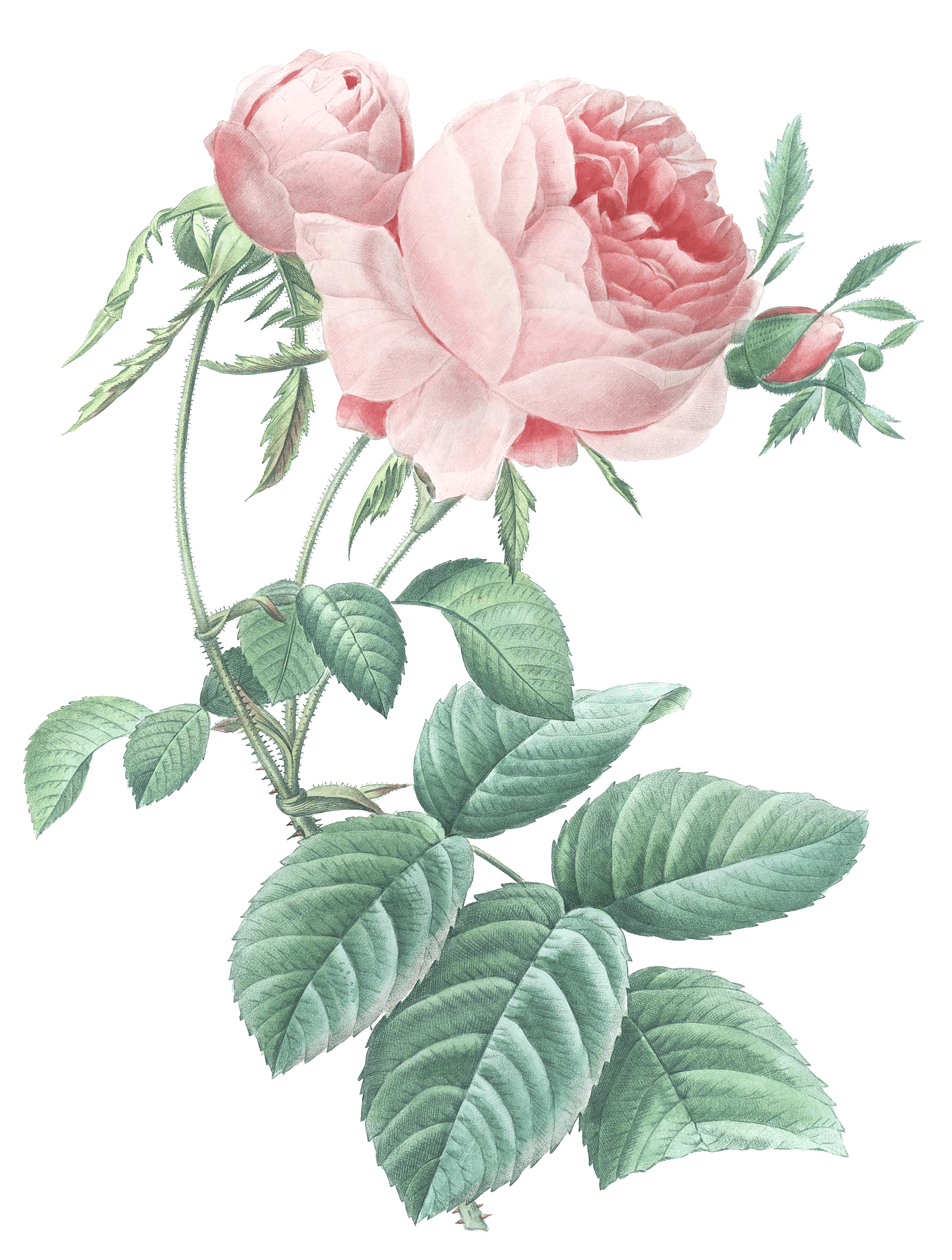 rose flower vintage illustration - Free Vintage Illustrations