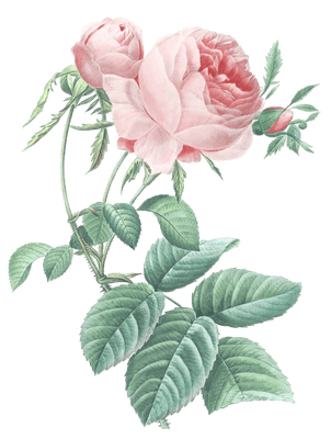 rose flower vintage illustration