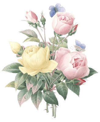 roses with butterly flower vintage illustration