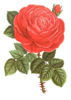 rosier hybride flower illustrations