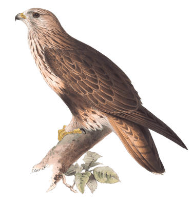 rough legged buzzard