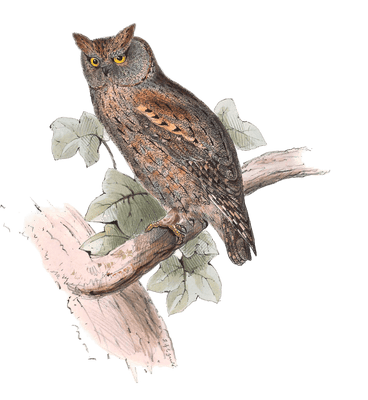 scops eared owl
