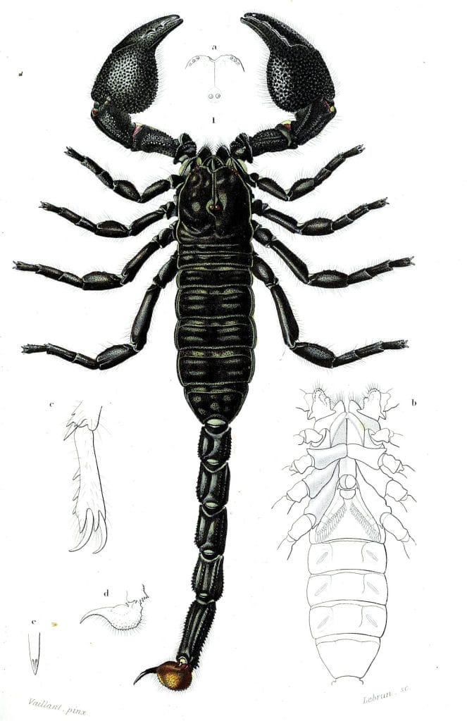 scorpion illustration by Charles d Orbigny