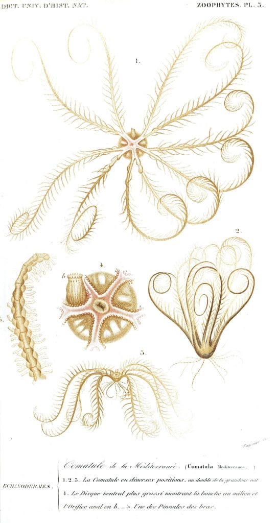 sea creatures illustration by Charles d Orbigny
