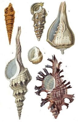 sea shells 3 illustration by Charles d Orbigny