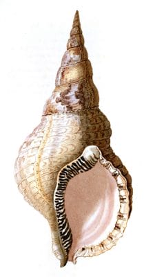 septa Tritonia shell