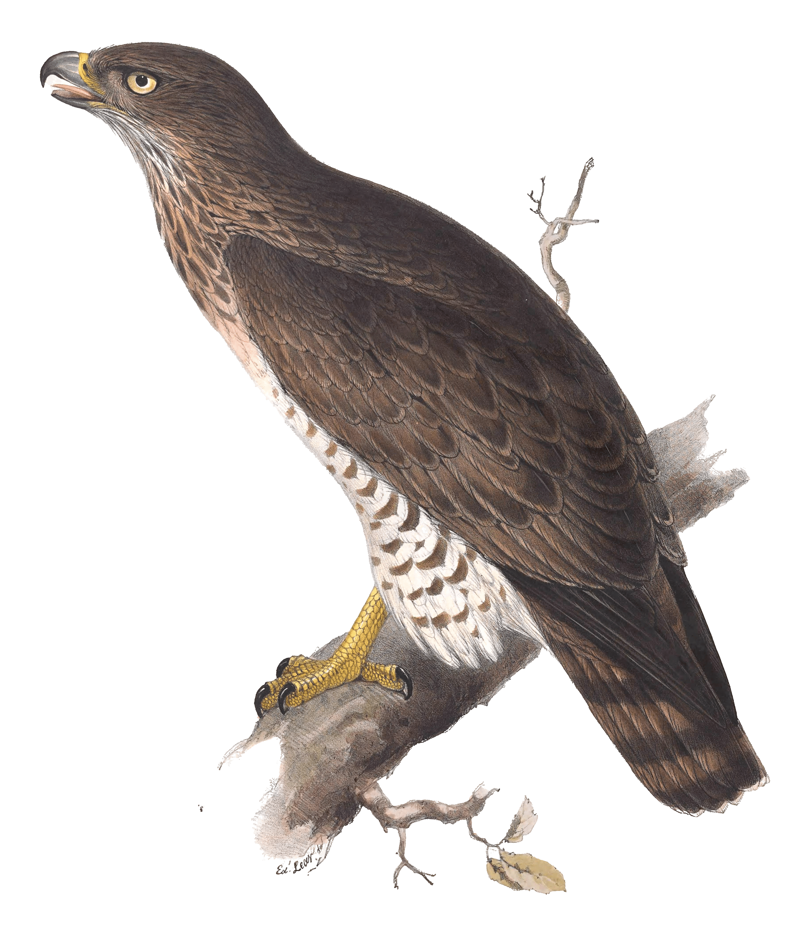 short toed eagle