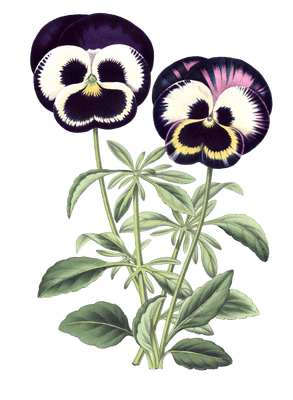 siola tricolor flower illustrations