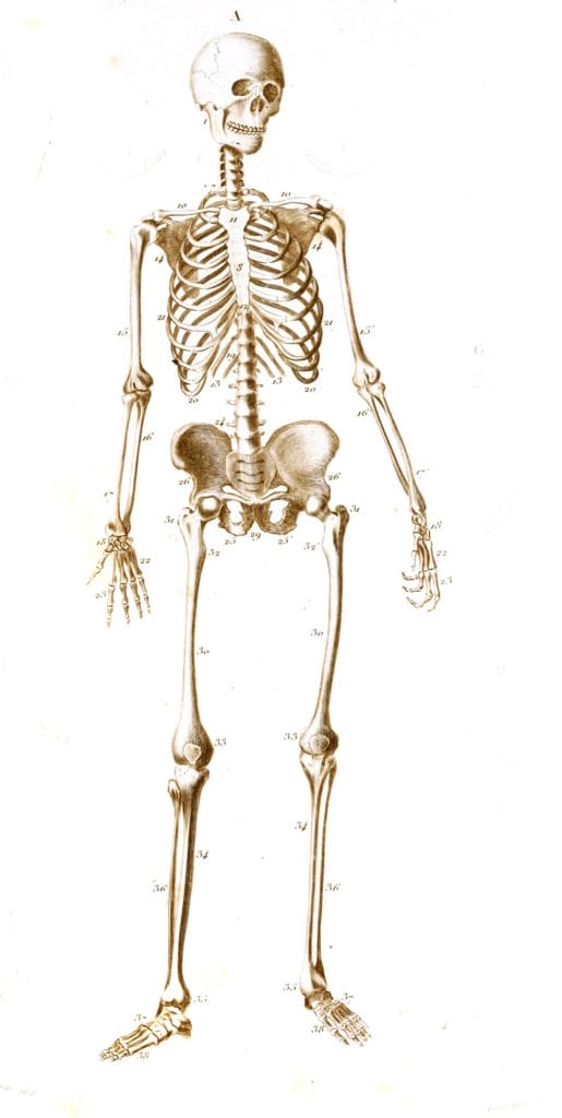 skeleton illustration by Charles d Orbigny