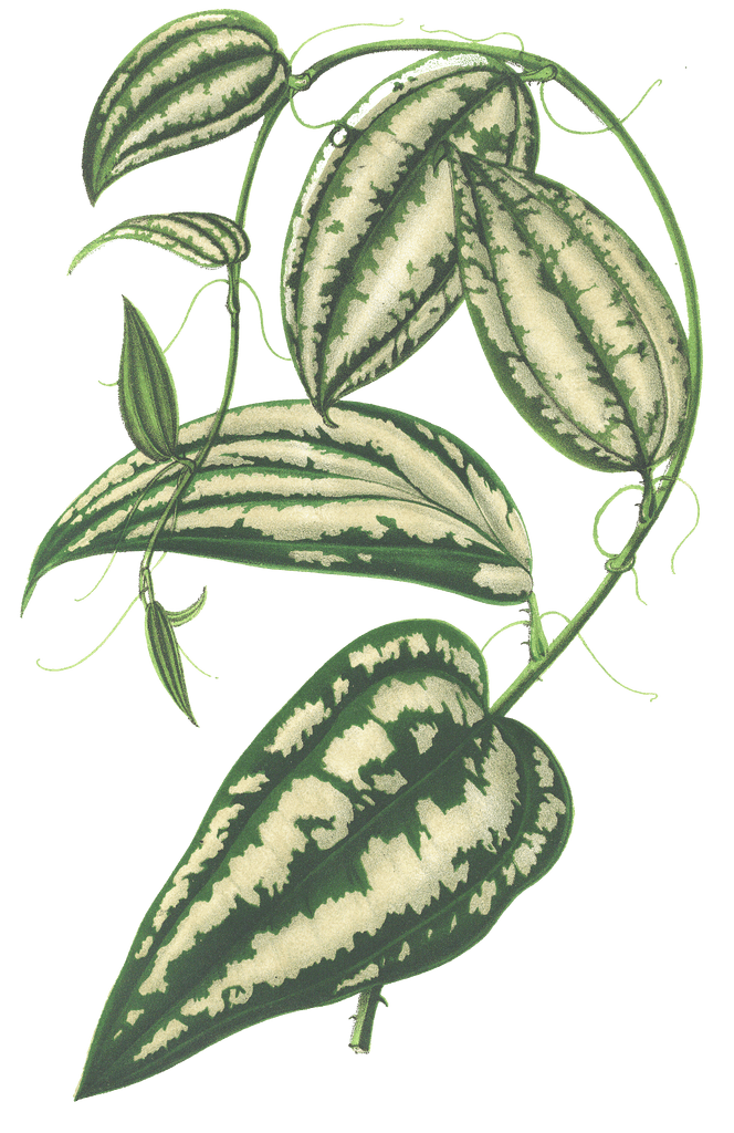 smilax macrophylla