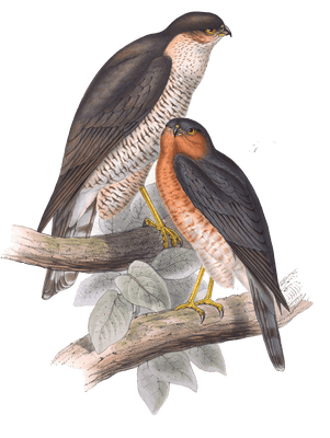 sparrow hawk