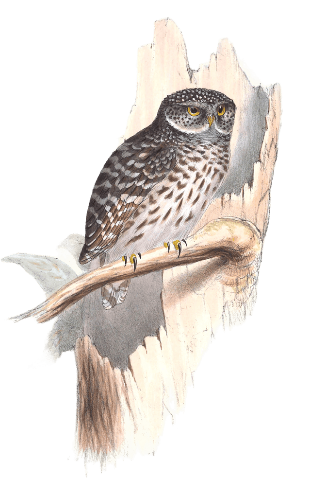 sparrow owl