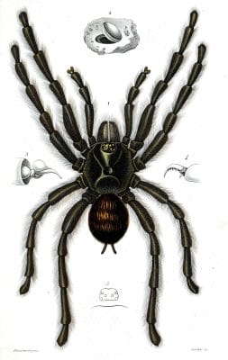 spider illustration by Charles d Orbigny