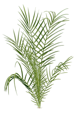spiny date palm
