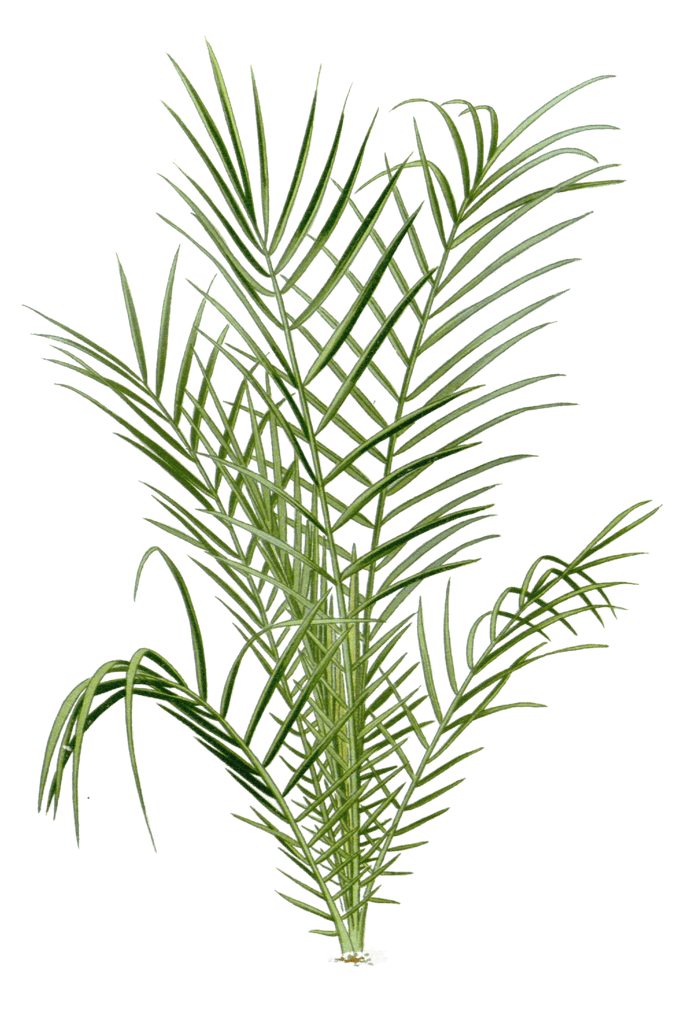 spiny date palm