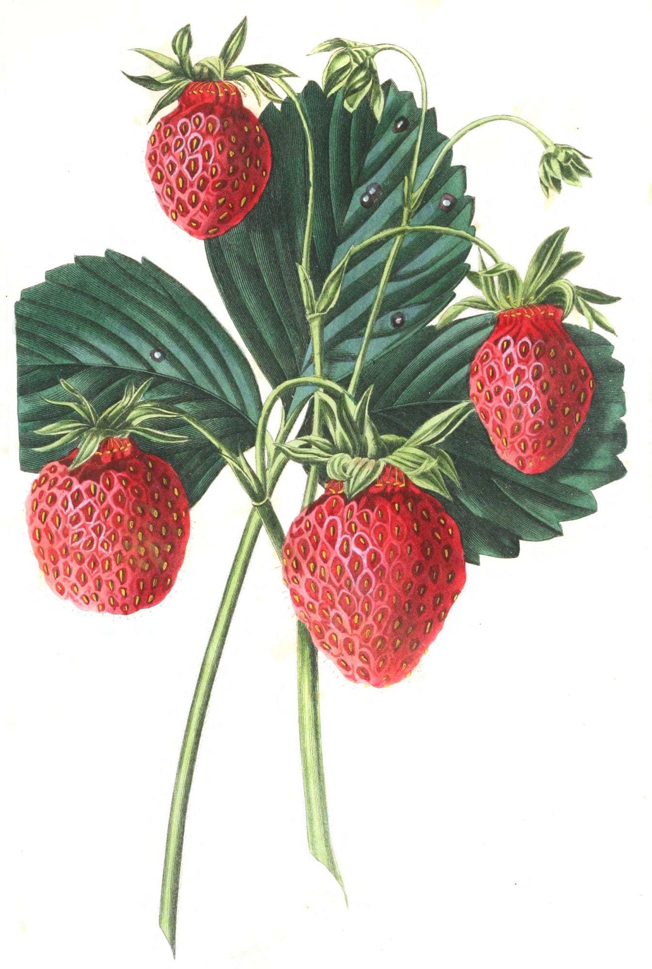 strawberries 4