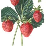 strawberries 4