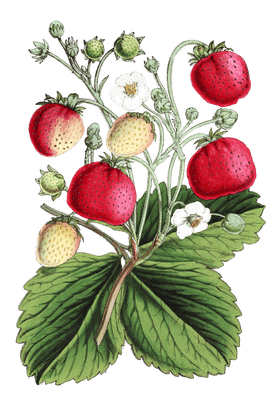 strawberries flower illustrations