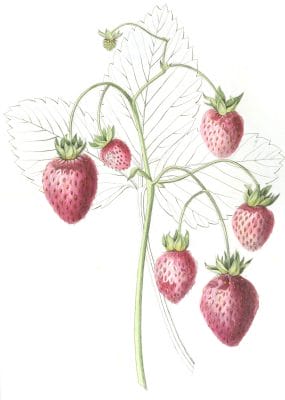 strawberrries 3