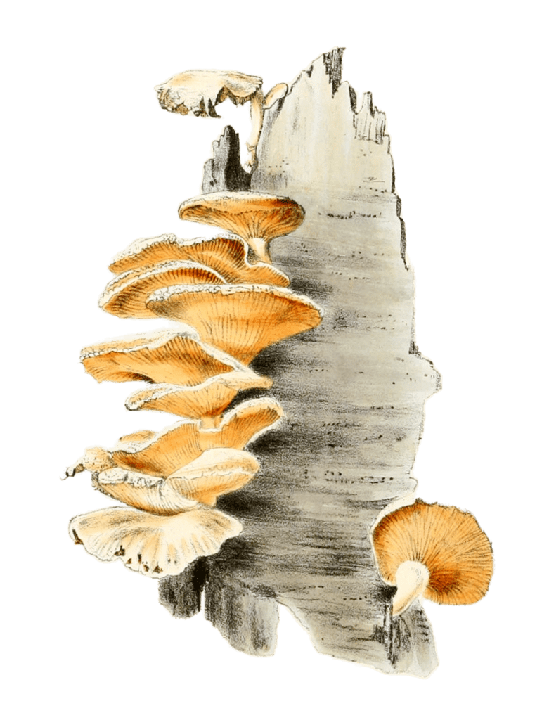 stypic agaric