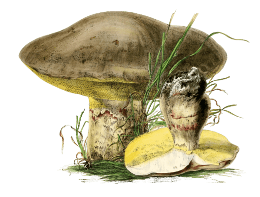 summer boletus