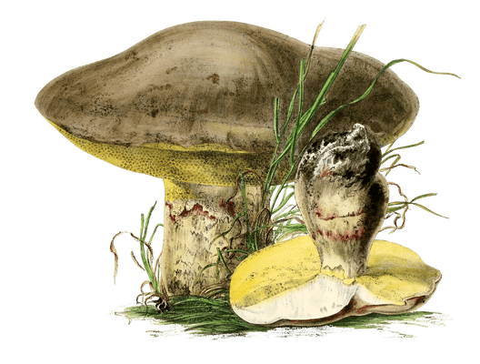 summer boletus