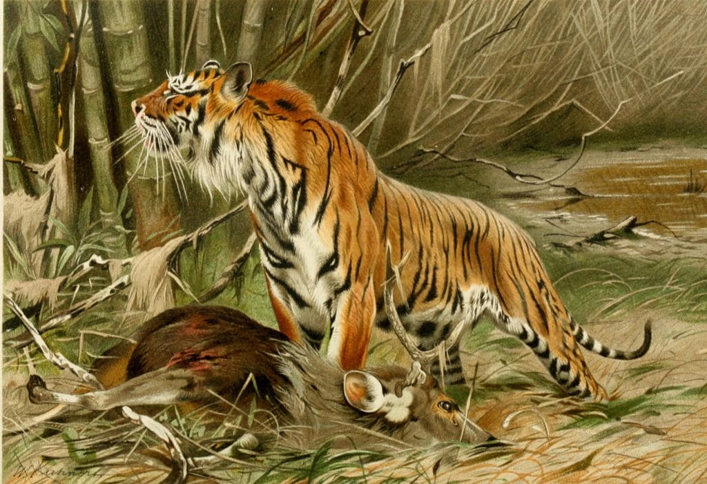tiger illustration By Richard Lydekker