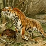 tiger illustration By Richard Lydekker