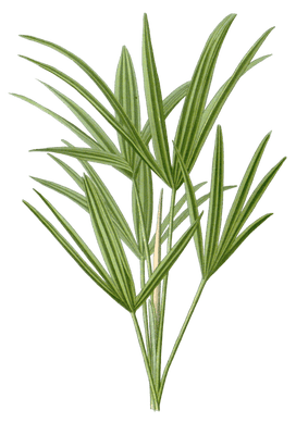 trachycarpus excelsus palm